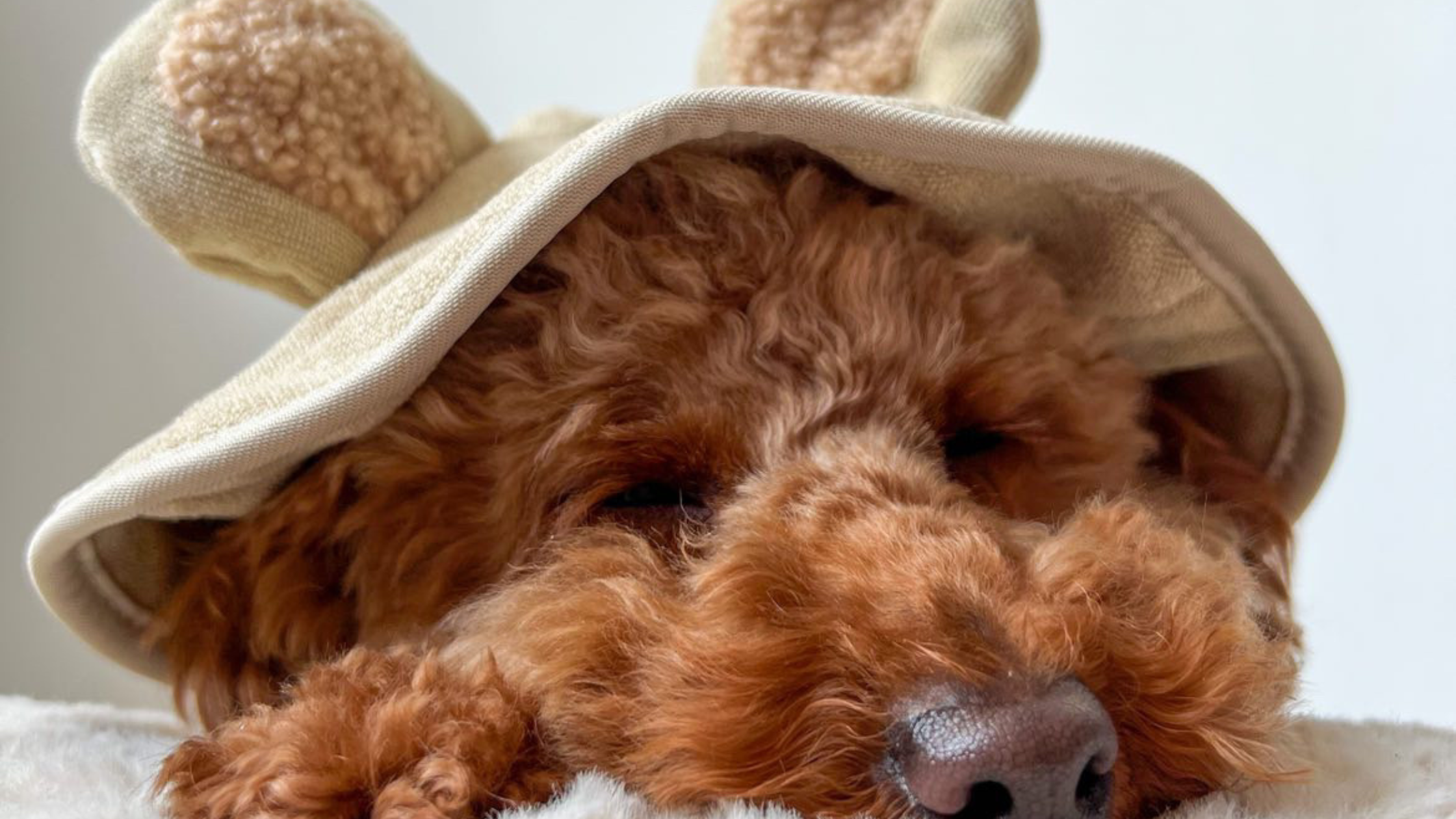 Top 10 Dog Breeds that LOVE to nap – Cocopup London