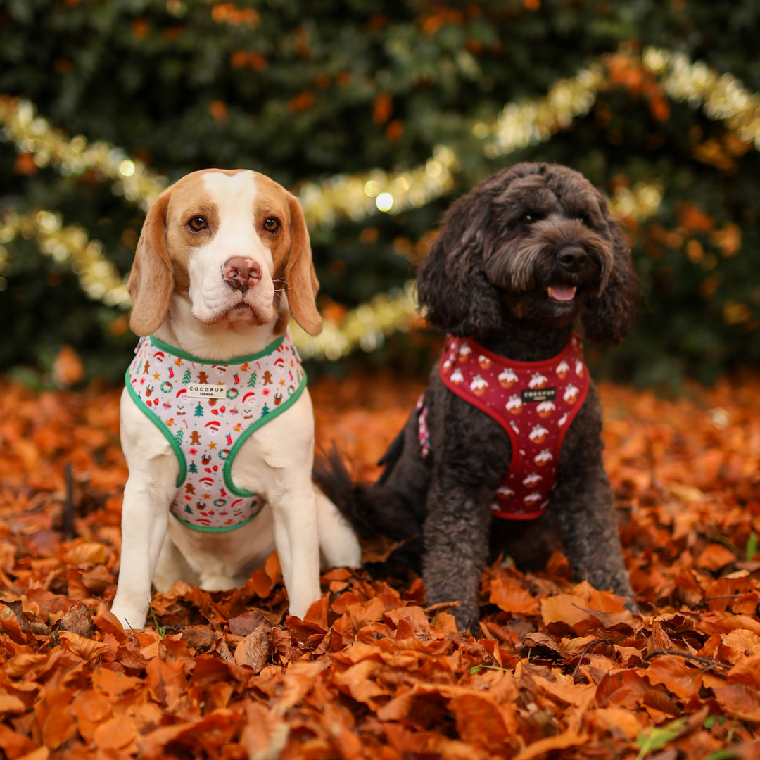 Top 10 Christmas Gifts for Dog Lovers from Cocopup London