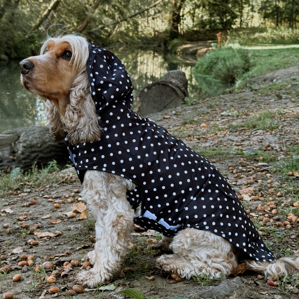 Keep Your Pup Dry in Style: The Best Dog Raincoat for Winter 2025