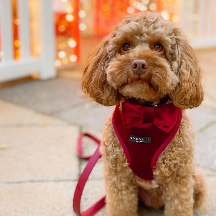 Luxe Velvet Adjustable Neck Harness, Lead & Collar Bundle - Berry Red