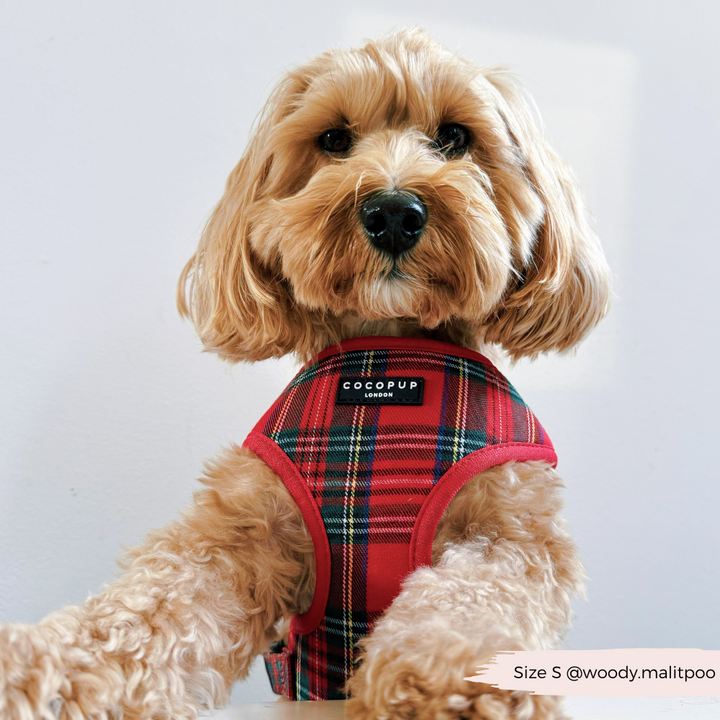 Tartan Adjustable Neck Harness, Lead & Collar Bundle