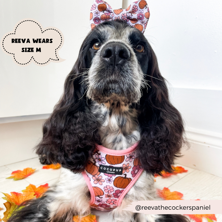 dog inside with autumn leaves on floor, wearing bow tie on head and matching harness in pumpkin print