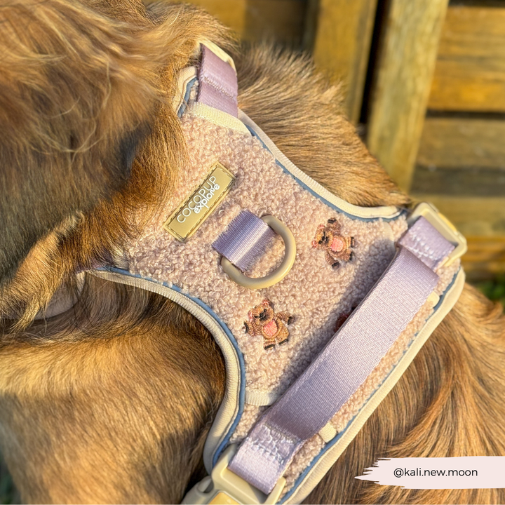 Explore Harness - Theo Embroidered Teddy
