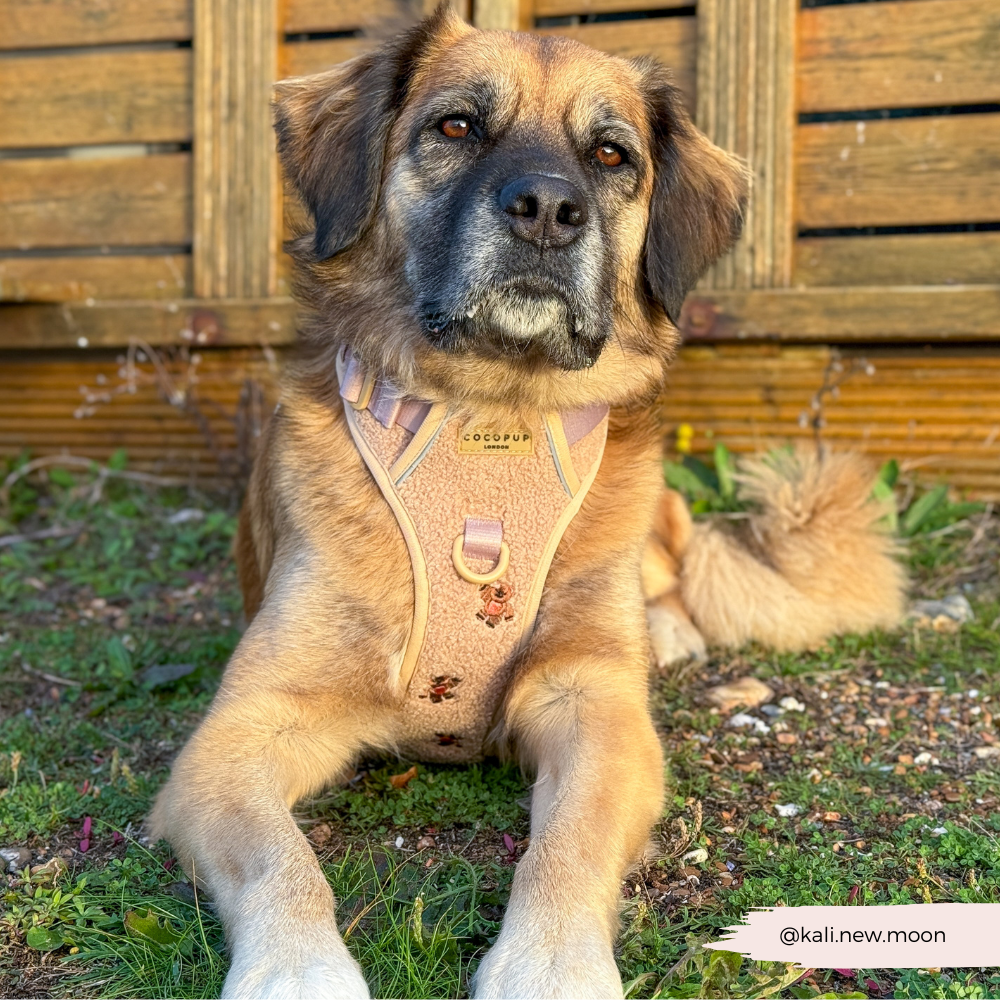 Explore Harness - Theo Embroidered Teddy