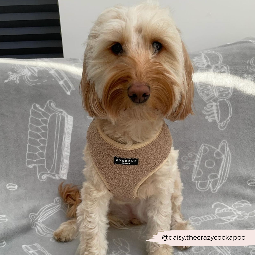 Teddy Adjustable Neck Harness - Rupert