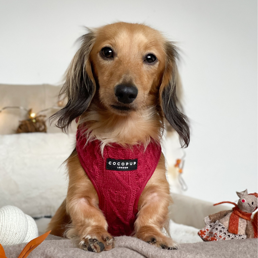 Mulled Wine Cable Knit Adjustable Neck Harness, Lead & Collar Bundle