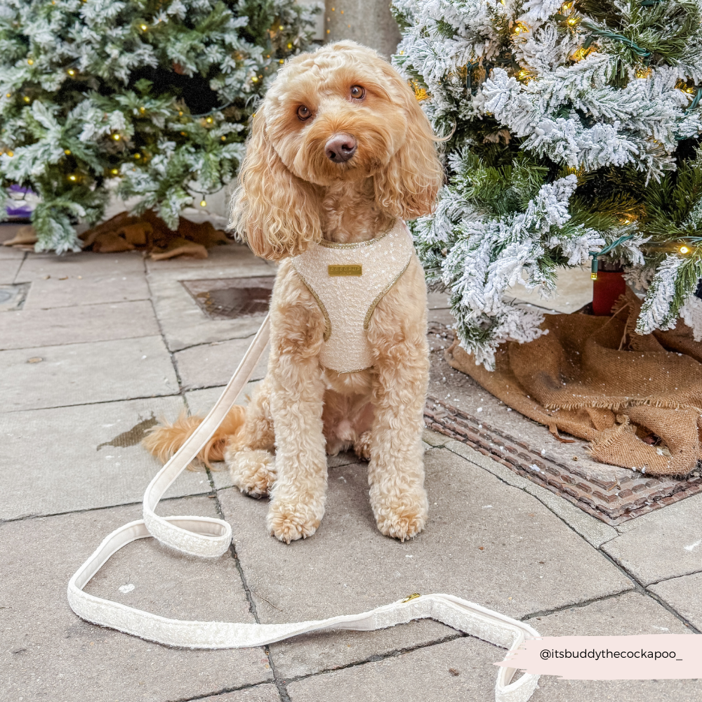 Limited Edition Sparkle Season Gold Adjustable Neck Harness, Lead & Collar Bundle