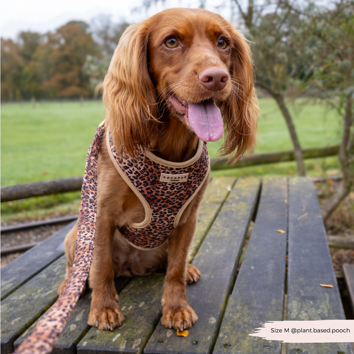 Quilted Leopard Pup Adjustable Neck Harness, Lead & Collar Bundle