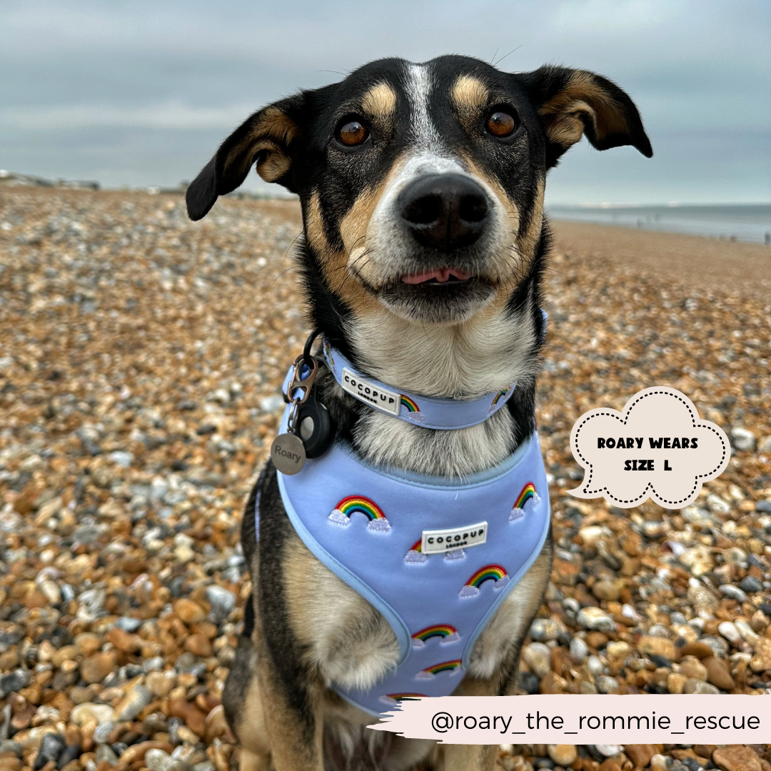 A dog stands on a rocky beach, wearing a light blue Cocopup London Luxe Adjustable Neck Harness - Over The Rainbow adorned with an embroidered rainbow design. The text reads "ROARY WEARS SIZE L" in a cloud-shaped graphic and "@roary_the_rommie_rescue" on a banner at the bottom. The sky is overcast.