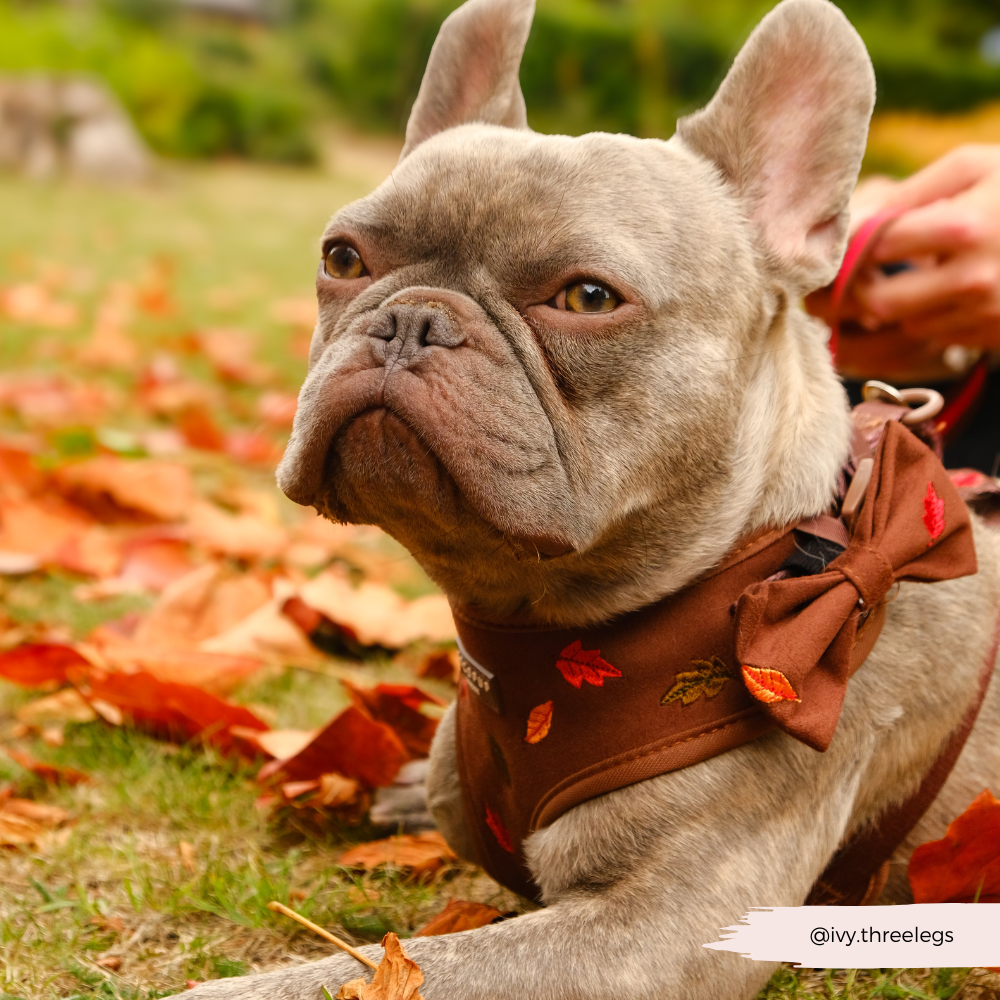 Pawtumn Leaves Bow Tie