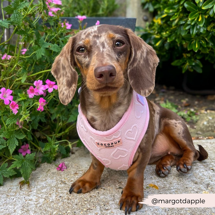 Luxe Baby Pink Heart Adjustable Neck Harness, Lead & Collar Bundle