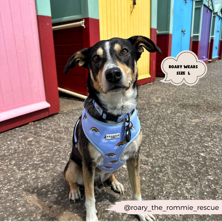 A dog wearing a Cocopup London Luxe Adjustable Neck Harness - Over The Rainbow sits on a pavement in front of colorful cabins. A speech bubble says "Roary wears size L." The Instagram handle @roary_the_rommie_rescue is at the bottom of the image.