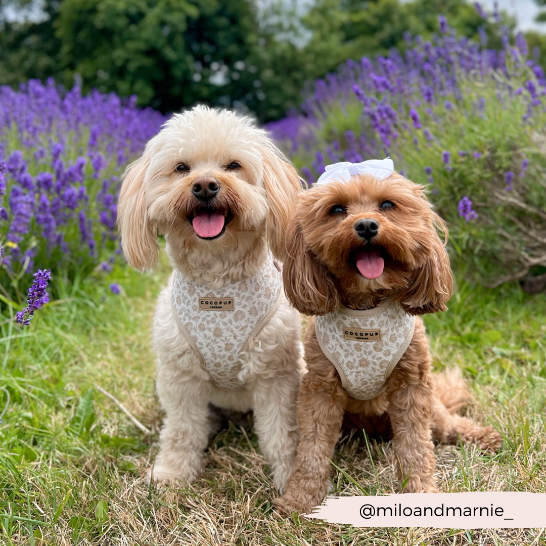 Luxe Garden Meadow Adjustable Neck Harness, Lead & Collar Bundle