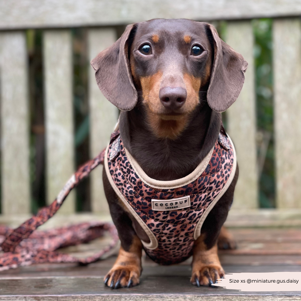 Quilted Leopard Pup Adjustable Neck Harness, Lead & Collar Bundle