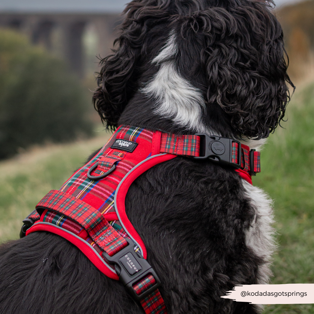 Explore Harness - Tartan