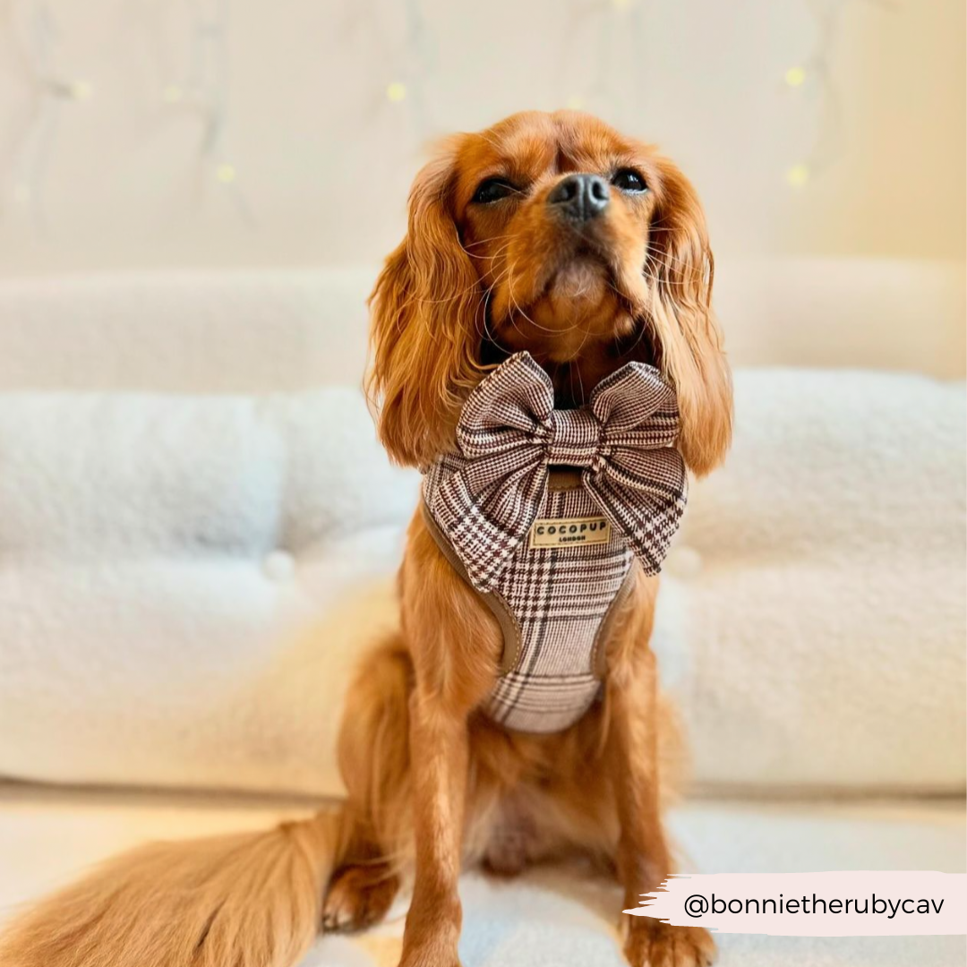 Pup Plaid Sailor Bow Tie