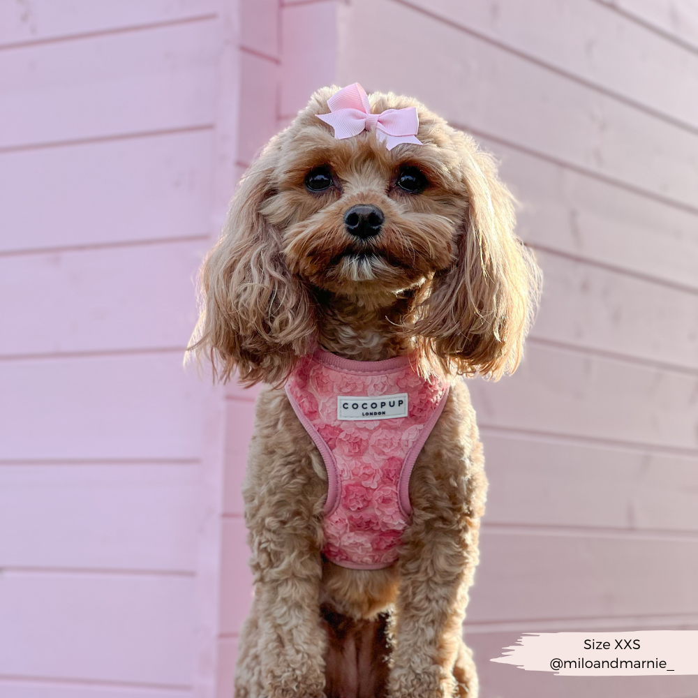 Peony Pup Adjustable Neck Harness