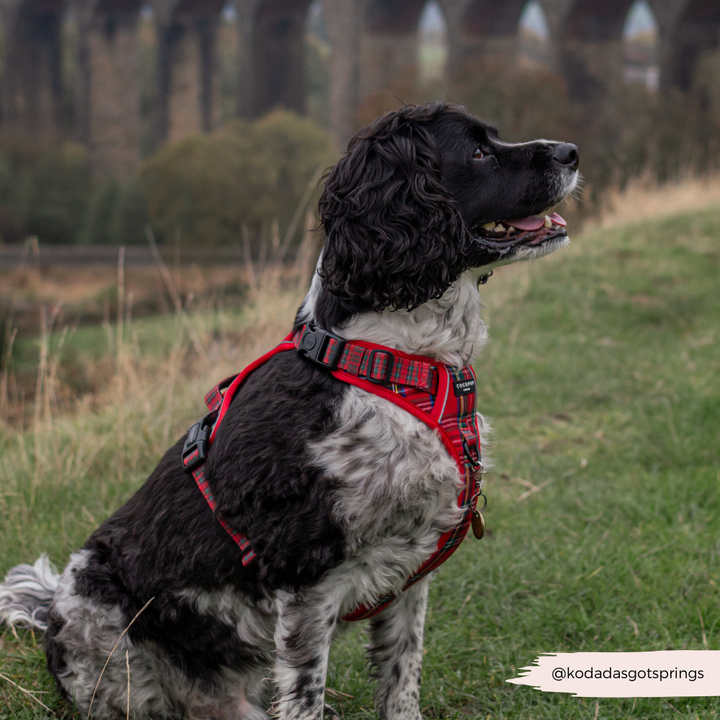 Explore Harness - Tartan