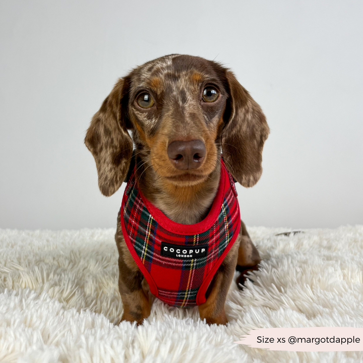 Tartan Adjustable Neck Harness