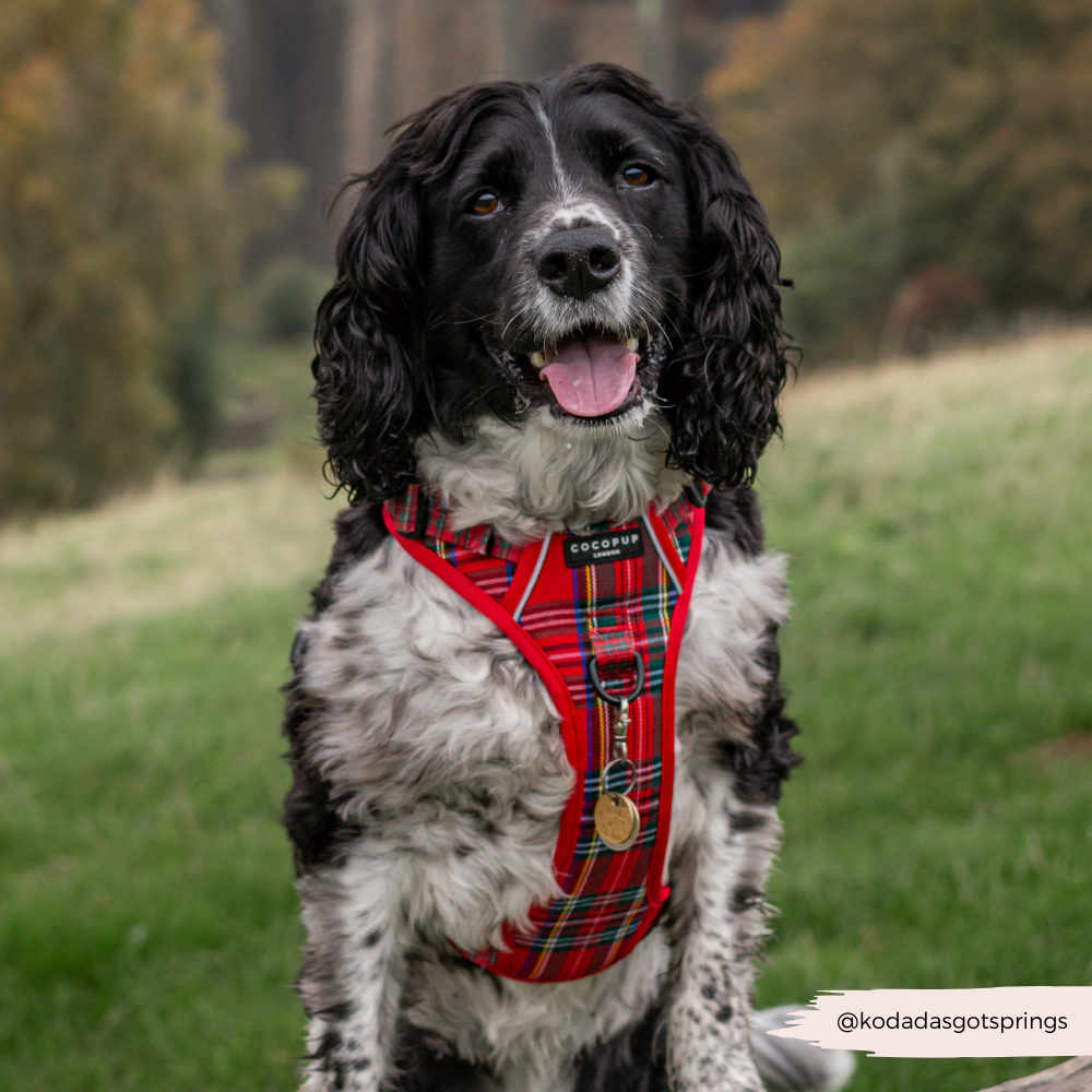 Explore Harness - Tartan