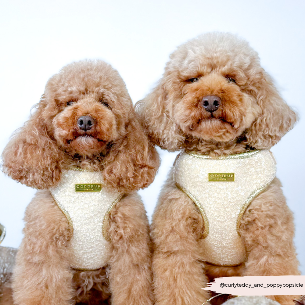 Limited Edition Sparkle Season Gold Adjustable Neck Harness, Lead & Collar Bundle