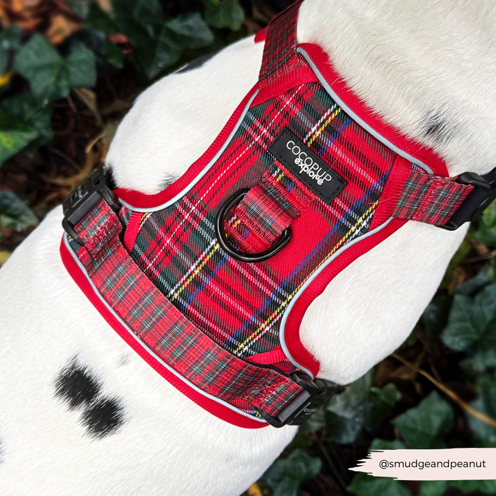 Explore Harness - Tartan