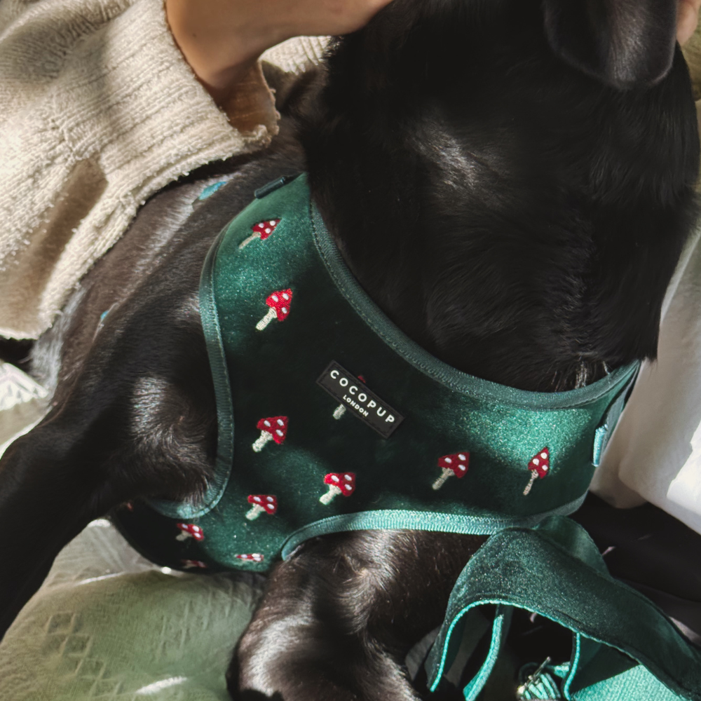 Toadstool Trails Adjustable Neck Harness, Lead & Collar Bundle