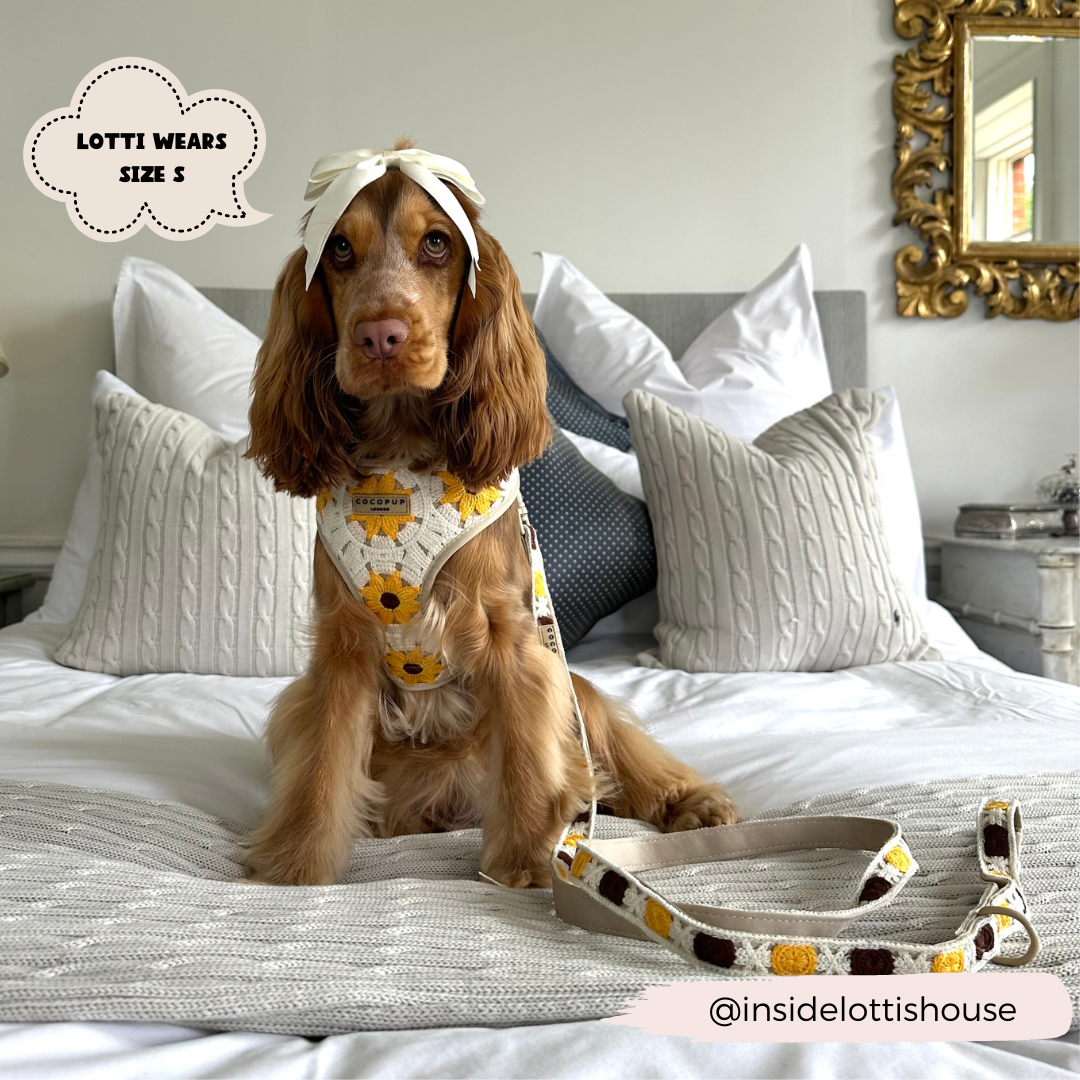 A brown dog with long ears, wearing a Sunflower Patch Adjustable Neck Harness and a matching sunflower-patterned headband from Cocopup London, sits on a bed with decorative pillows. A leash from the Sunflower Patch Adjustable Neck Harness, Lead & Collar Bundle lies beside the dog. A text bubble reads "LOTTI WEARS SIZE S," and the Instagram handle @insidelottishouse is shown.