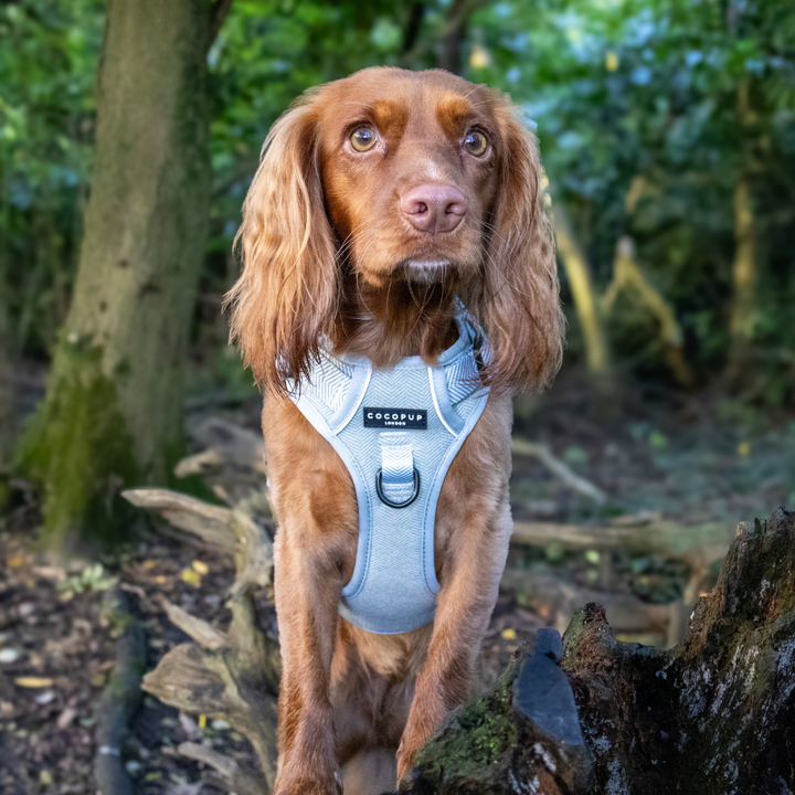 Explore Harness - Sage Tweed