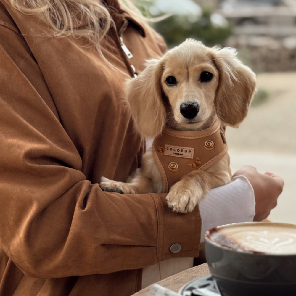 Pawtisserie Adjustable Neck Harness, Lead & Collar Bundle