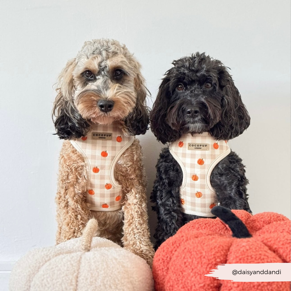 Pumpkin Patch Adjustable Neck HARNESS