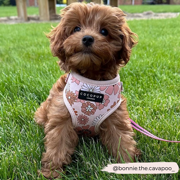 A small brown Cavapoo puppy sits on green grass, donning a Groovy Florals Adjustable Neck Harness with a retro 70s design from Cocopup London. A matching pink leash is attached, and the Instagram handle "@bonnie.the.cavapoo_" is displayed in the lower right corner.