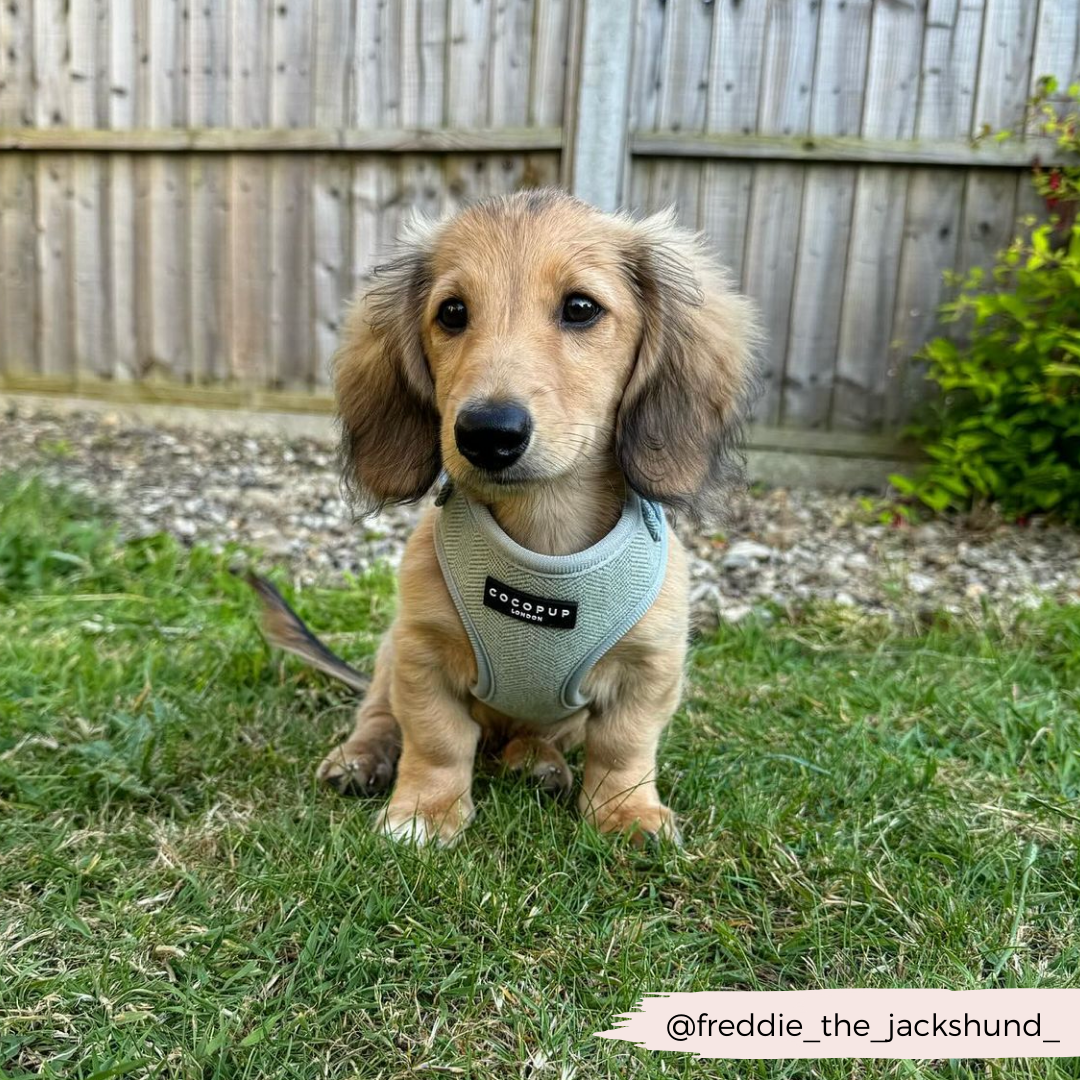 A small dachshund puppy with long hair sits on the grass in a backyard, wearing a gray Sage Tweed Adjustable Neck Harness from the Cocopup London Sage Tweed Adjustable Neck Harness, Lead & Collar Bundle. A wooden fence and some plants are visible in the background. The Instagram handle "@freddie_the_jackshund_" is seen in the bottom right corner.