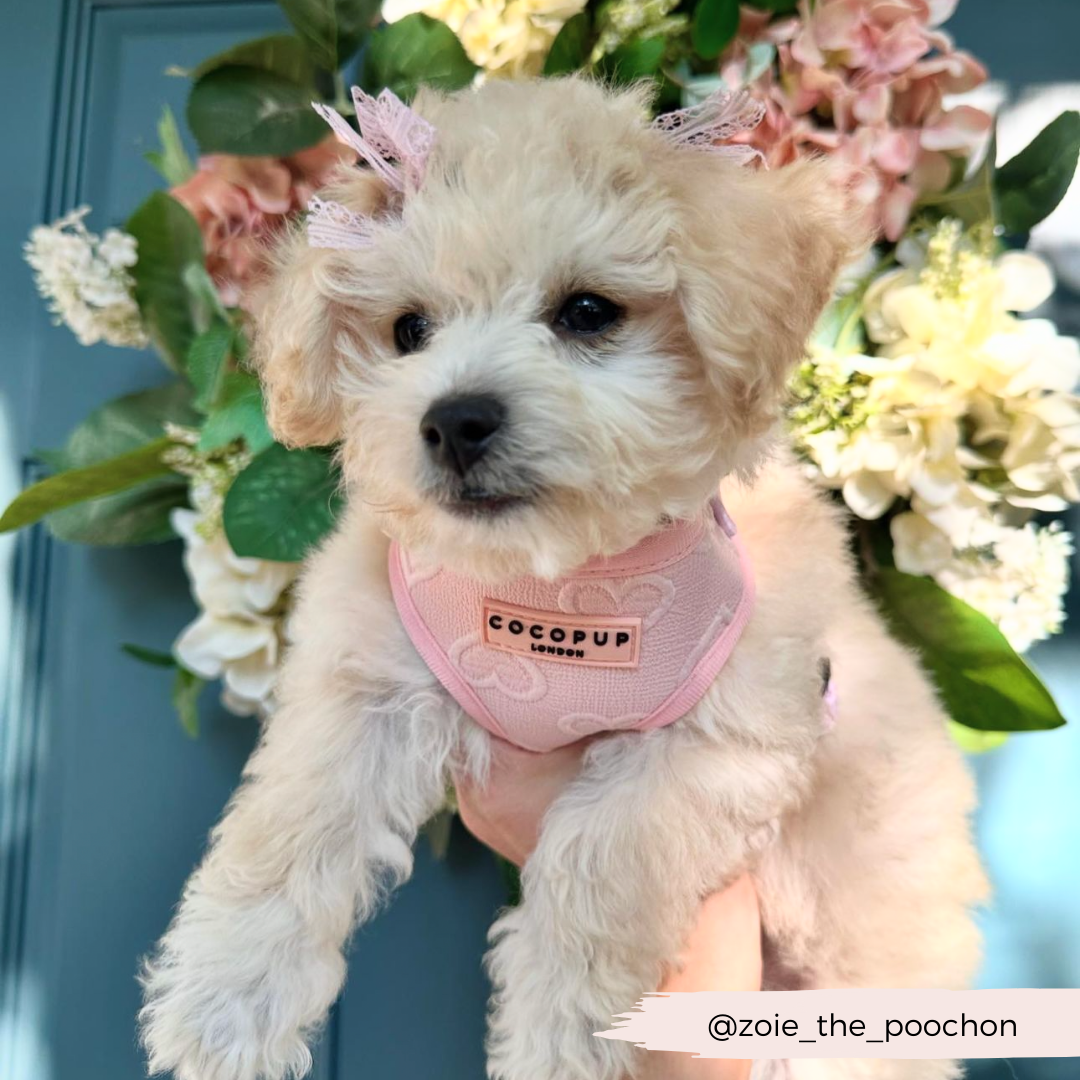 Luxe Baby Pink Heart Adjustable Neck Harness, Lead & Collar Bundle