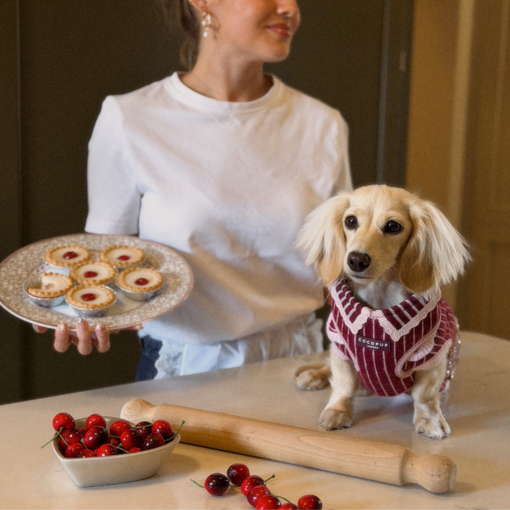 A small cream-colored dachshund wearing a burgundy and white striped HARNESS sits on a kitchen counter next to a bowl of cherries and a wooden rolling pin, while a woman in a white shirt holds a plate of tarts in the background.