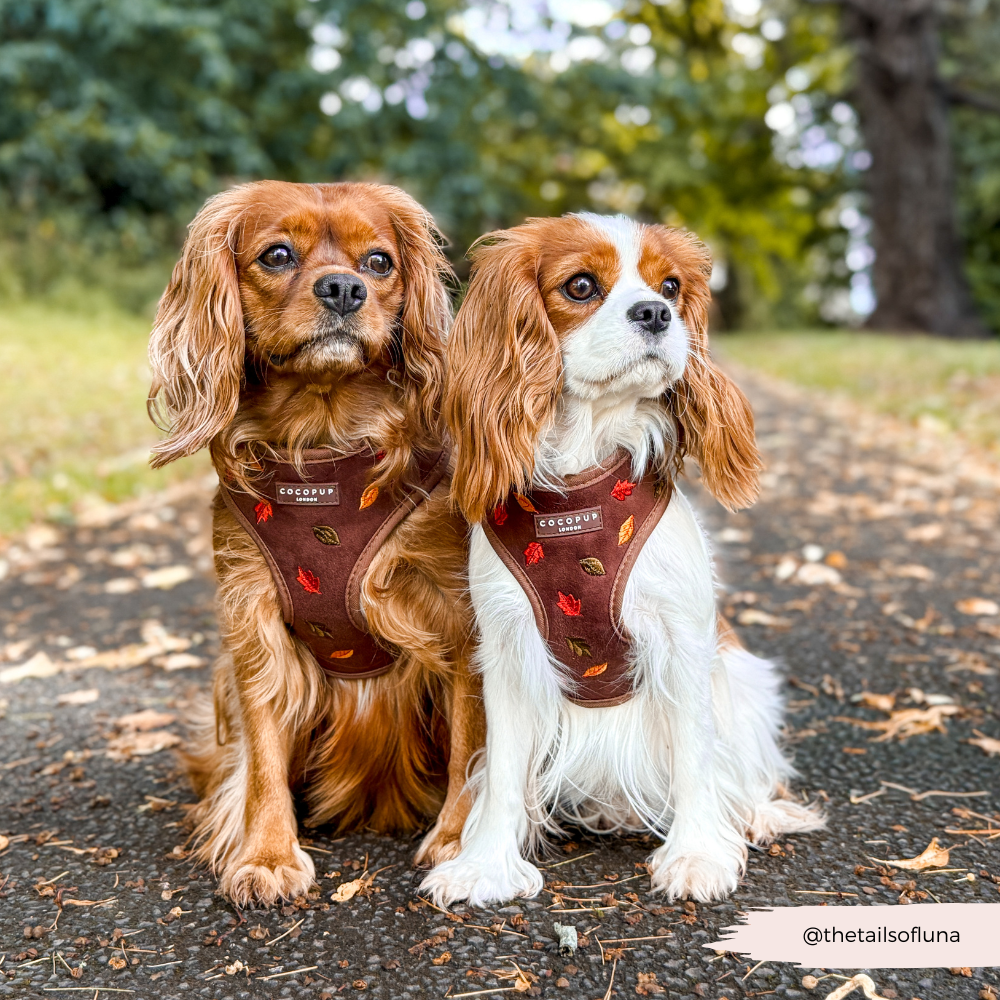 Pawtumn Leaves Adjustable Neck HARNESS