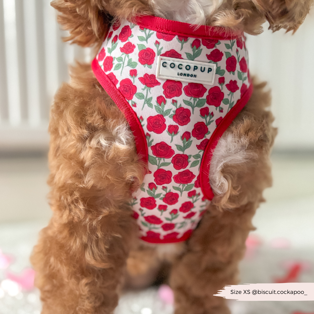 Barkquet of Roses Adjustable Neck Harness, Lead & Collar Bundle