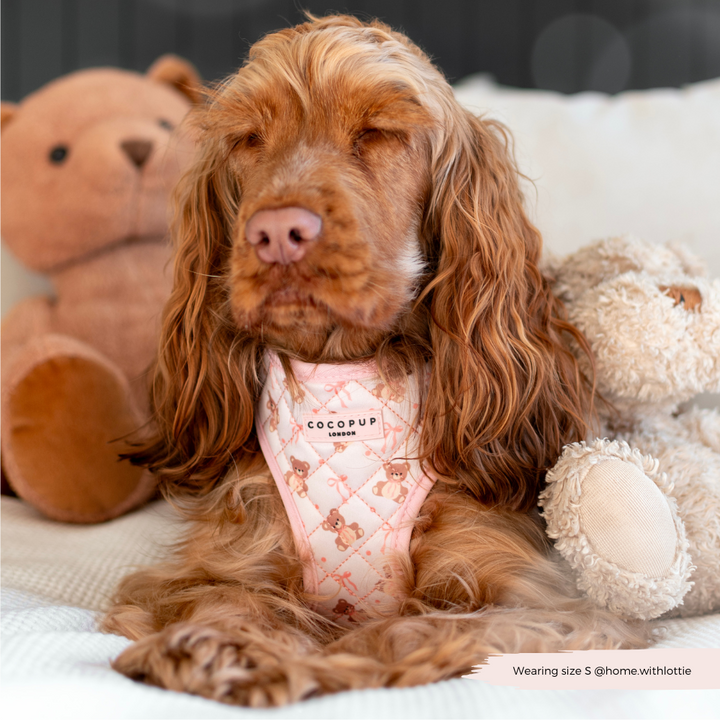 Quilted Thea Teddy Adjustable Neck Harness, Lead & Collar Bundle