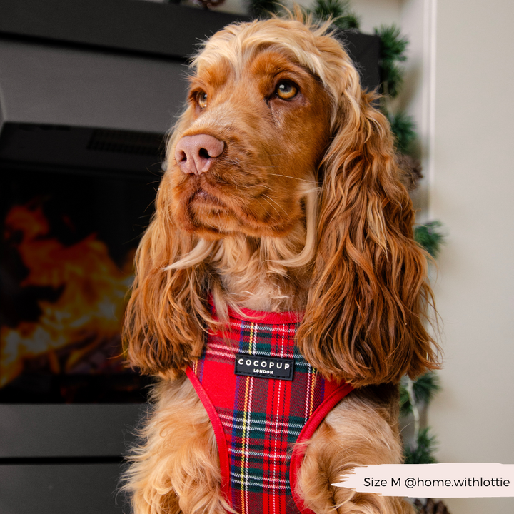 Tartan Adjustable Neck Harness, Lead & Collar Bundle