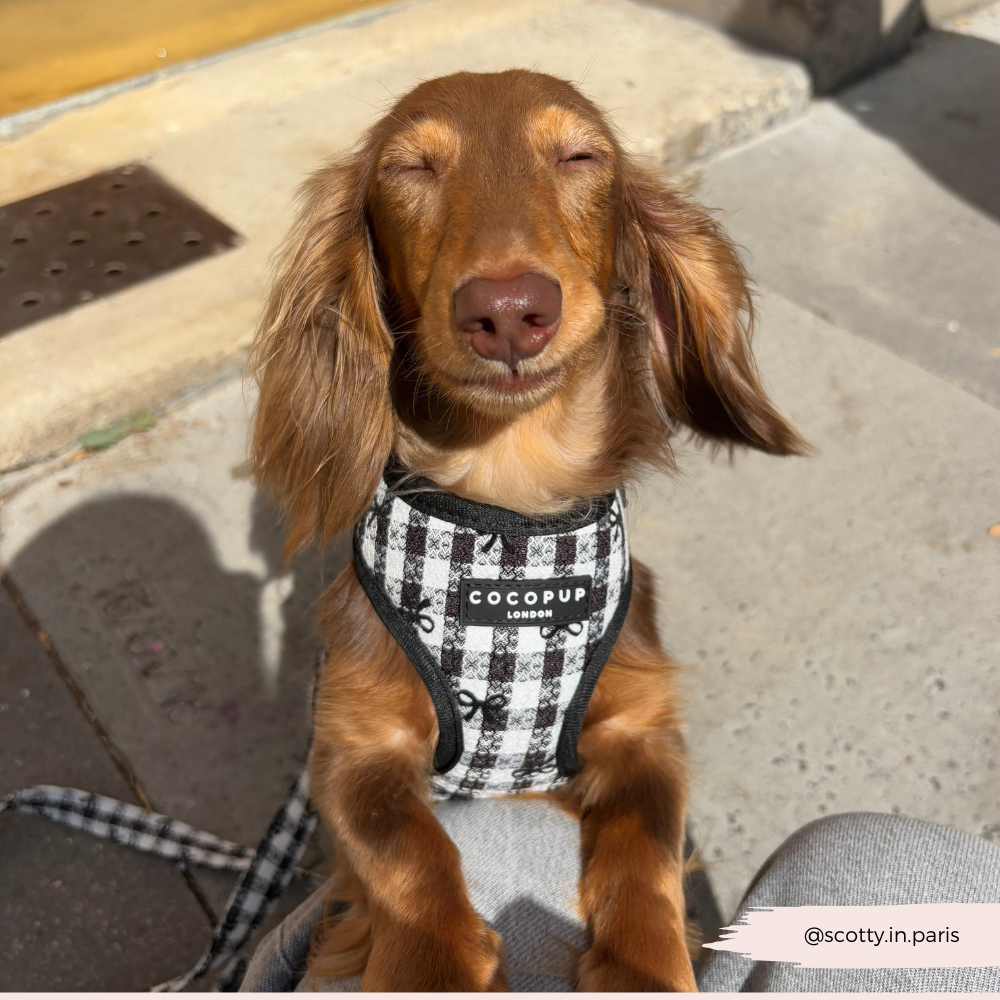 Pup in Paris Adjustable Neck Harness, Lead & Collar Bundle