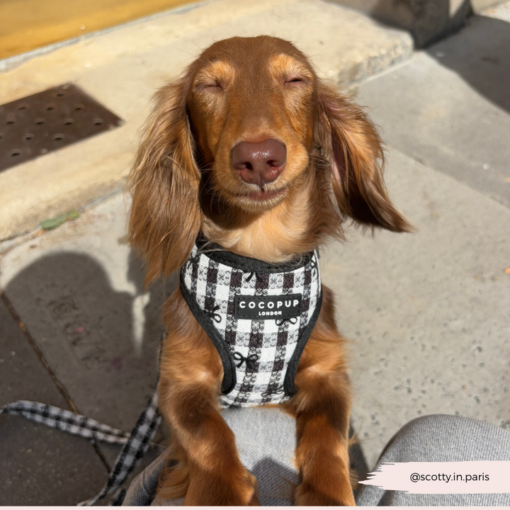 Pup in Paris Adjustable Neck Harness, Lead & Collar Bundle