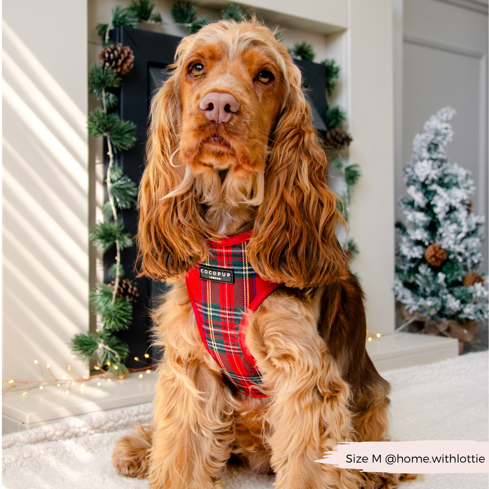 Tartan Adjustable Neck Harness, Lead & Collar Bundle