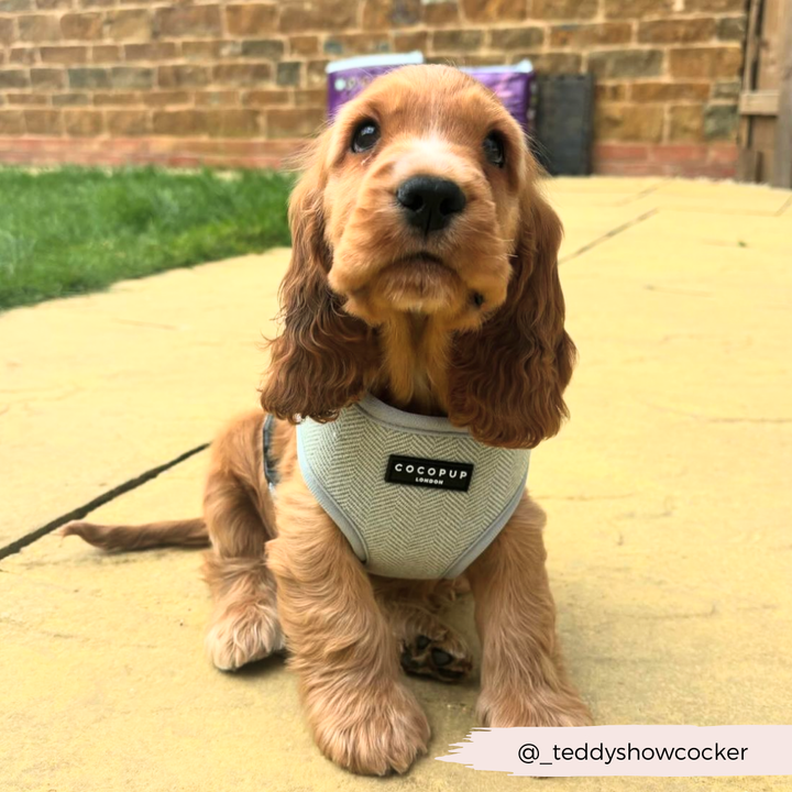 A golden cocker spaniel puppy with long floppy ears sits on a stone pathway, showcasing its Sage Tweed Adjustable Neck Harness from the Lead & Collar Bundle by Cocopup London. The image, featuring the Instagram handle @_teddyshowcocker, has a grass lawn and brick wall in the background.