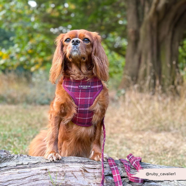 Mulberry Plaid Adjustable Neck HARNESS