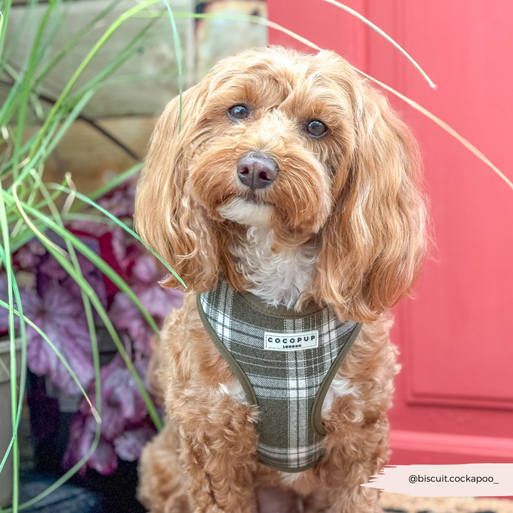 Olive Check Adjustable Neck HARNESS