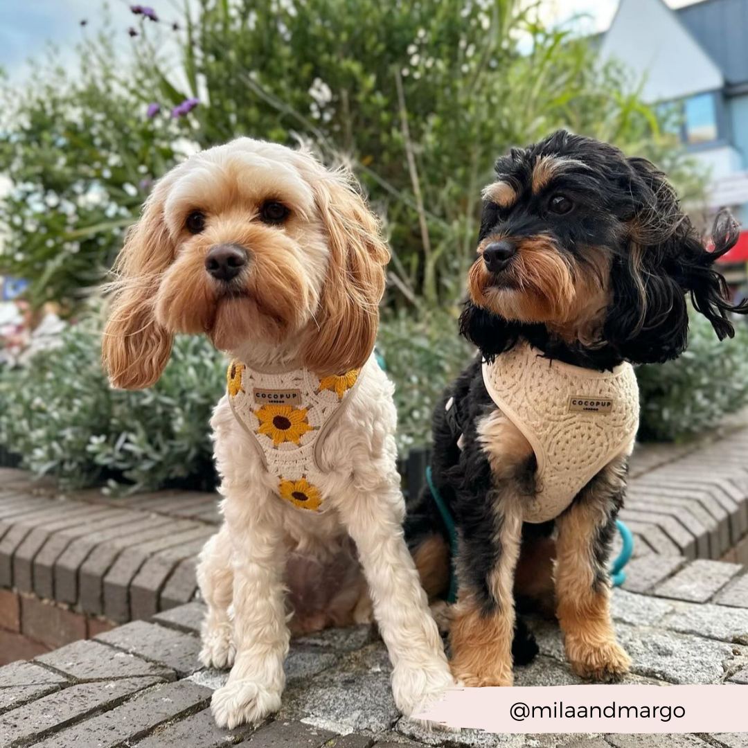 Two small dogs sitting on a brick ledge outside. The dog on the left has light-colored fur and wears a Cocopup London Sunflower Patch Adjustable Neck Harness. The dog on the right has darker fur with light patches and wears a cream-colored, comfortable pet harness. Background includes greenery and a building. Text "@milaandmargo" is at the bottom.