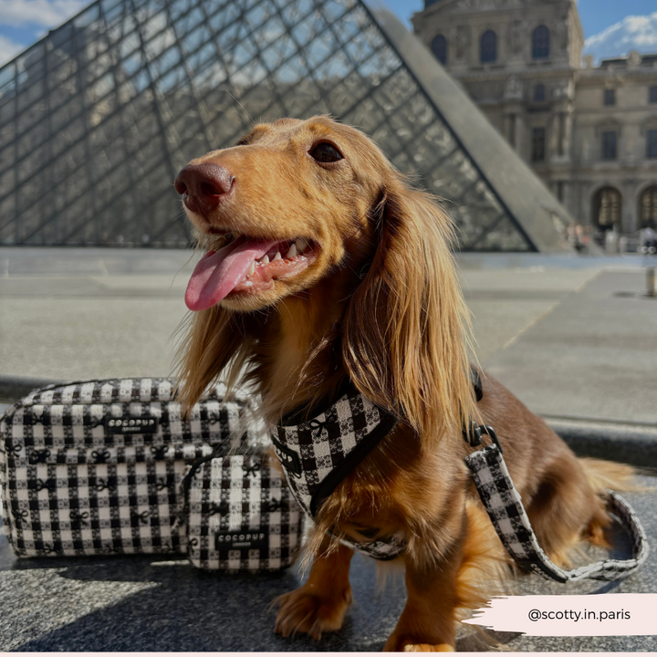 Pup in Paris Adjustable Neck HARNESS