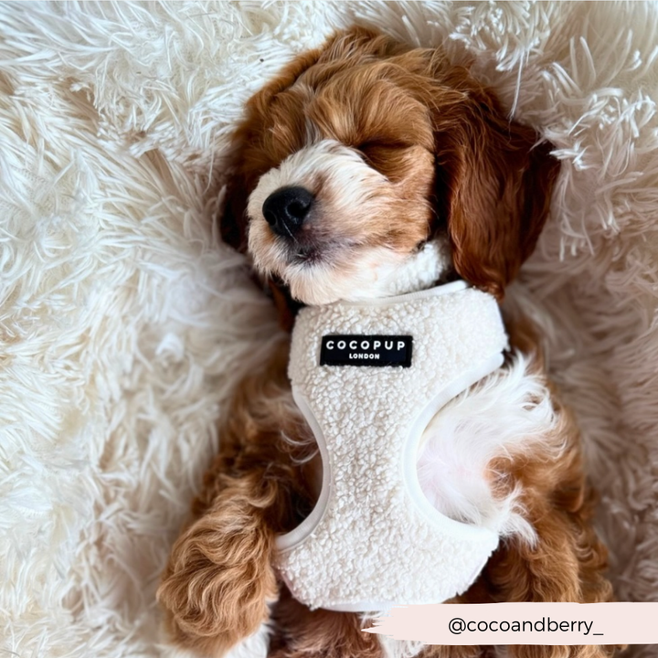 Teddy Adjustable Neck Harness - Dolly