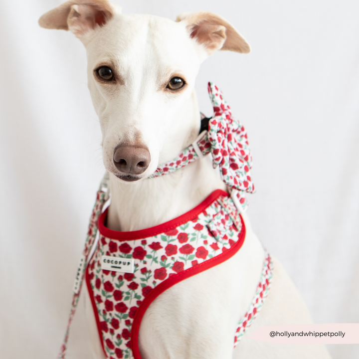 Barkquet of Roses Adjustable Neck Harness, Lead & Collar Bundle