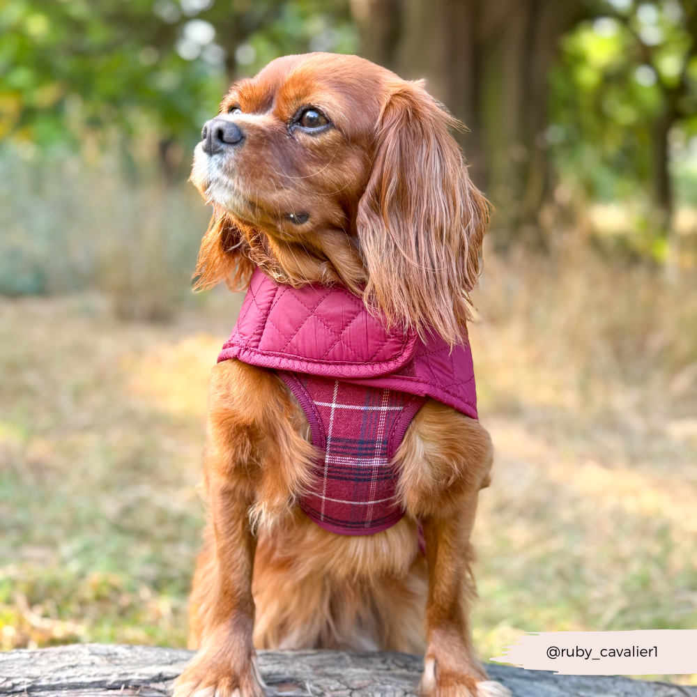 Quilted Dog Coat - Mulberry Plaid
